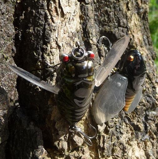 Käferimitate Leider kaum noch in den Shops zu bekommen und wenn leider Gottes zu absoluten Horrorpreisen ist die Cicade von Megabass Der sogenannte Siglett.