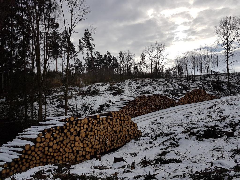 Schadholzaufarbeitung Borkenkäferbefall -
