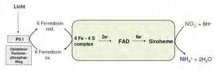 Brenztraubensäure NO 3 - K + P Fe Mo Mg 2+ S Fe S K + Mn 2+ NO 2 - NH4 + Mg 2+ Cu2+ P S P Amid Mg 2+