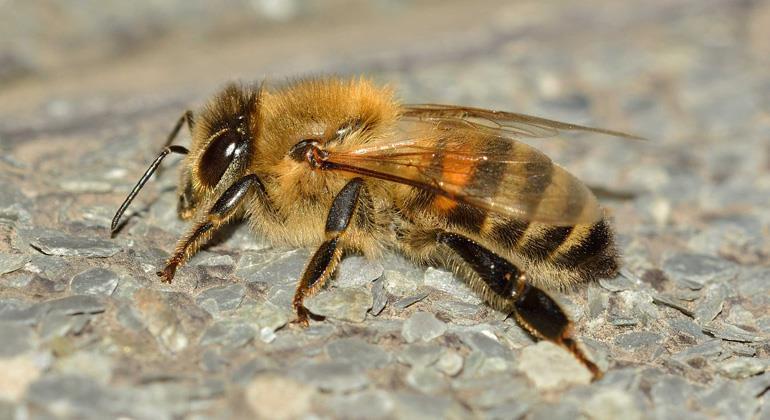 Biodiversität Artensterben Jede zehnte europäische Bienenart vom Aussterben bedroht Der Wert der Bestäubung von Kulturpflanzen durch Bienen beträgt jährlich schätzungsweise 153 Mrd.