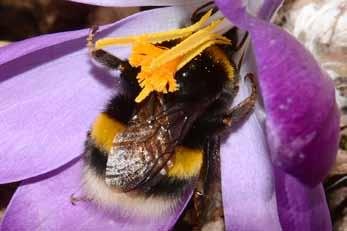 Krokusse sind eine beliebte Pollen- und Nektarquelle im Frühjahr für Insekten.