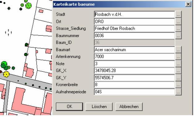 Die Kronenbreite maßstäblich dargestellt und zwischen Laub- und Nadelbaum