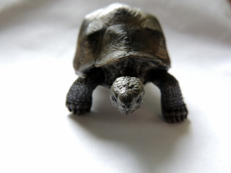 Das Schildkröten Fantasie Verfahren Es ist ein bewegungsorientiertes Vorgehen und somit sehr gut geeignet für eine Anfängergruppe.