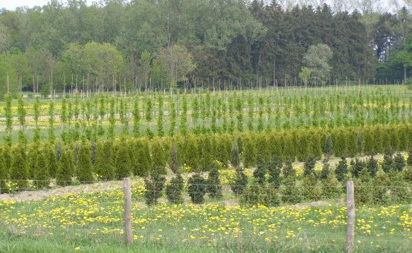 Produktive Stadt-Landschaften Gartenbau typische Anpassung an das urbane Umfeld gute Vermarktungs- und Wertschöpfungsmöglichkeiten besonders geeignet für Direktvermarktung, Selbsternte, etc.