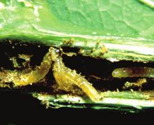 Sie sind leicht an ihren beiden langen Fühlern und dem trägen, taumelnden Flug zu erkennen. Trauermückenlarven sind etwa 5 mm lang, schlank, glasig-durchscheinend mit dunklerem Kopf.