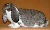 Welche verschiedenen Kaninchenrassen und Vielfalt bietet das Hobby? Große Rasse: Zu dieser Rassengruppe gehören z.b. die Deutschen Riesen mit einem Höchstgewicht von 11,5 kg, oder die Deutschen Widder mit einem Gewicht von bis zu 9 kg.