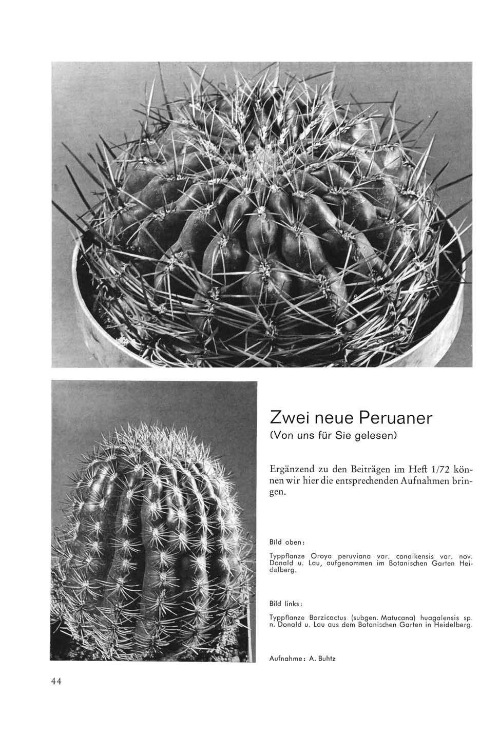 Zwei neue Peruaner (Von uns für Sie gelesen) Ergänzend zu den Beiträgen im Heft 1/72 können wir hier die entsprechenden Aufnahmen bringen. Bild oben: Typpflanze Oroya peruviana var. conaikensis var.
