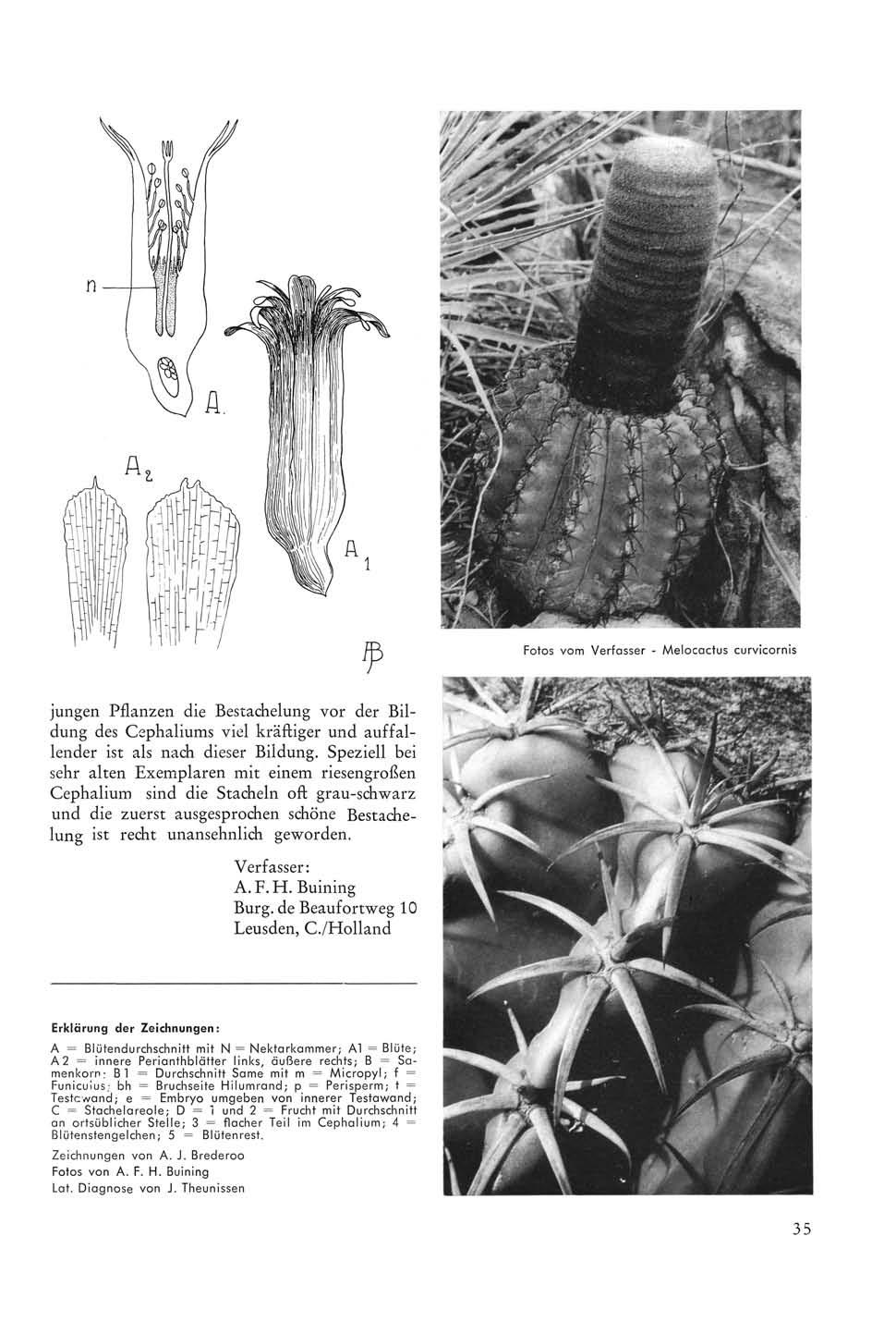 Fotos vom Verfasser - Melocactus curvicornis jungen Pflanzen die Bestachelung vor der Bildung des Cephaliums viel kräftiger und auffallender ist als nach dieser Bildung.
