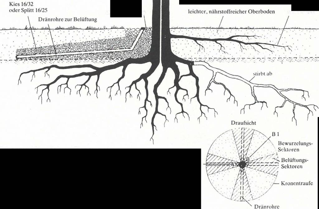Schadensbegrenzung: nach dem Abtrennen der Wurzeln hilft der Wurzelvorhang bei der Regeneration an den Kappungsstellen. Abb. 10.