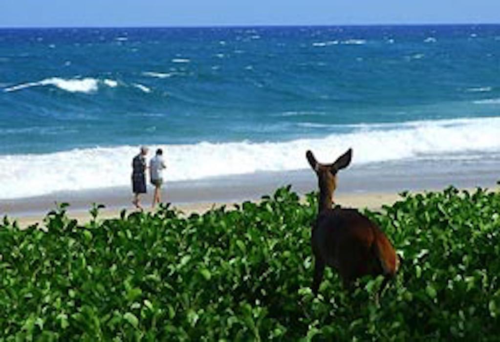 Tag 7 St. Lucia Cape Vidal Full Day Beach&Bush - optional gegen Aufpreis buchbar - Die Eastern Shore Section des isimangaliso Wetland Parks bietet ein einzigartiges Beach & Bush Erlebnis.
