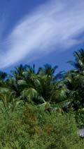 tiefgrünen Palmenwäldern