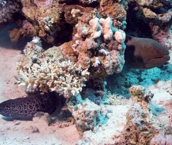 Auch die schwindende Ozonschicht und die zunehmende UV-Strahlung stören das Wachstum der Korallen.