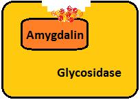 β-glycosidase Säure CN - Toxikologie Freisetzung von Cyanid