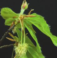 (Odermenning) Blüte der Aufrichtigkeit Ich akzeptiere, was ich bin, ich lebe was ich bin, ich schätze, was ich bin.