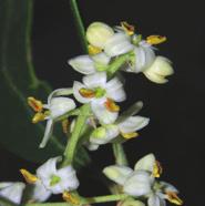 Olive (Olive) Blüte der inneren Heilung Ich atme tief, ich richte mich auf und finde Kraft.