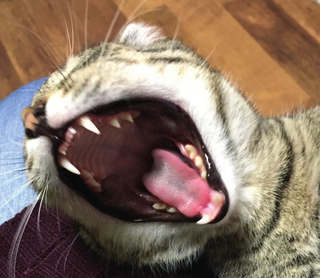 Schmerzhafte Zahnerkrankung bei Katzen FORL Feline Odontoklastische Resorptive Läsionen Foto: Tierschutzverein