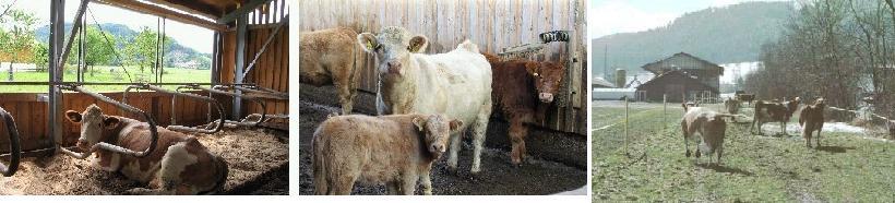 Bewegungsfreiheit Rinderhaltung Quo vadis? Weidehaltung ab 2010 Auslauf ab 2012 Aufstallung mit neuen Maßen ab 2012 H.