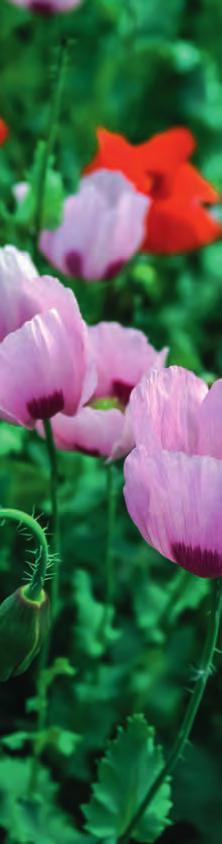 BSL Plantaflor Rhododendronerde 40 Liter Sack Spezialerde Blumenerde Erde Neu