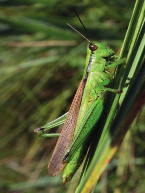 Schwertschrecke, C. fuscus. Abb.