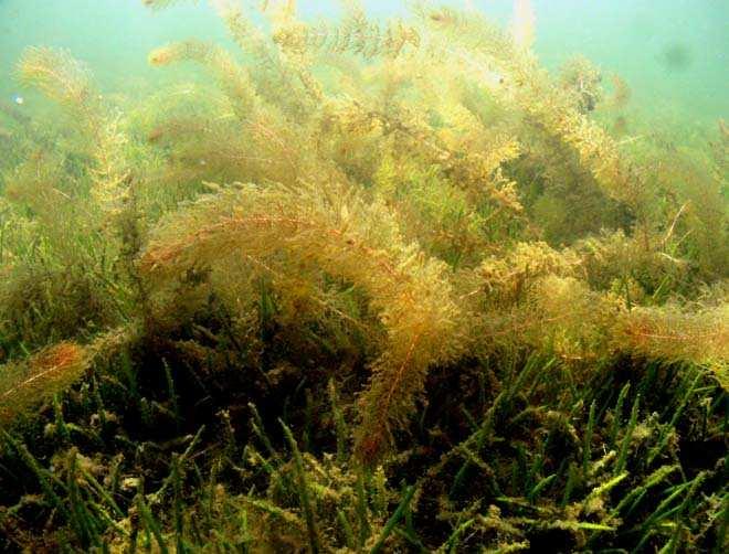 Foto 2: Der untersuchte Bereich von Transekt 1 in einer Wassertiefe von etwa 1,5 m: Am Grund sind Strandlingsrasen (Littorella uniflora, RL 1) entwickelt, über die sich stellenweise schon dichtere