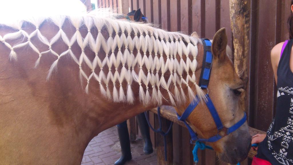 Schnupperreitkurs Es wird in die Grundlagen des Reitens für Anfänger eingeführt. Eine Woche (fünf Tage) lang jeden Tag reiten und ganz viel lernen. Geeignet für Kinder ab 5 Jahren. Termine: 30.03.