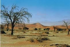 TAG 6 / Donnerstag: NAMIB WÜSTE Mit Sonnenaufgang fahren wir in das Herz der Namib Wüste um die höchsten Dünen der Welt auf dem Wege zum Sossusvlei zu erleben.