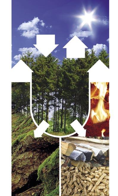 Bei der Verrottung von Holz ist die freiwerdende Menge an CO 2 gleich groß wie bei der Verbrennung.