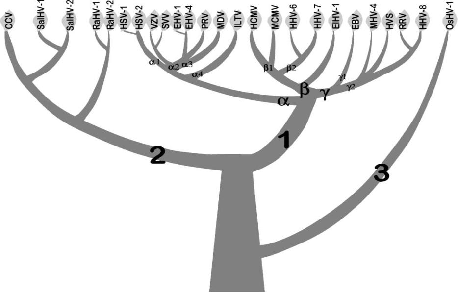 Alloherpesviridae Herpesviridae