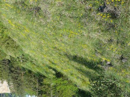 Gebüschreiche, trockenwarme Standorte Wie die kalkreichen Magerrasen sind offene Trockenrasen mit (Krüppel-) Schlehen- und Ligusterhecken typische Tagfalter-Lebensräume im Zollernalbkreis.