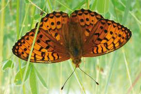 Großer Perlmualter (Argynnis