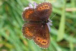 Weißbindiger Mohrenfalter (Erebia ligea) - RL V Nusplingen, 31.07.2009 (Foto: Herbert Fuchs) Rundaugen-Mohrenfalter (Erebia medusa) - RL V Hechingen, 09.07.2011 (Foto: H.