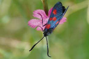 Fuchs) Sechsfleck-Widderchen (Zygaena filipendulae)