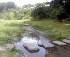 Der Bach schlängelt sich wieder auf selbstgesuchtem Weg kurvenreich durch die Landschaft und hat gewässertypische Sohl- und Uferstrukturen geschaffen.