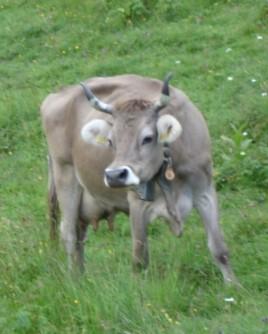 5 TIERGESUNDHEIT "Nur durch eine gut funktionierende Zusammenarbeit von Tierhaltenden, Tierärzten und Veterinärdienst kann der hohe Gesundheitsstatus unserer Herden erhalten werden.