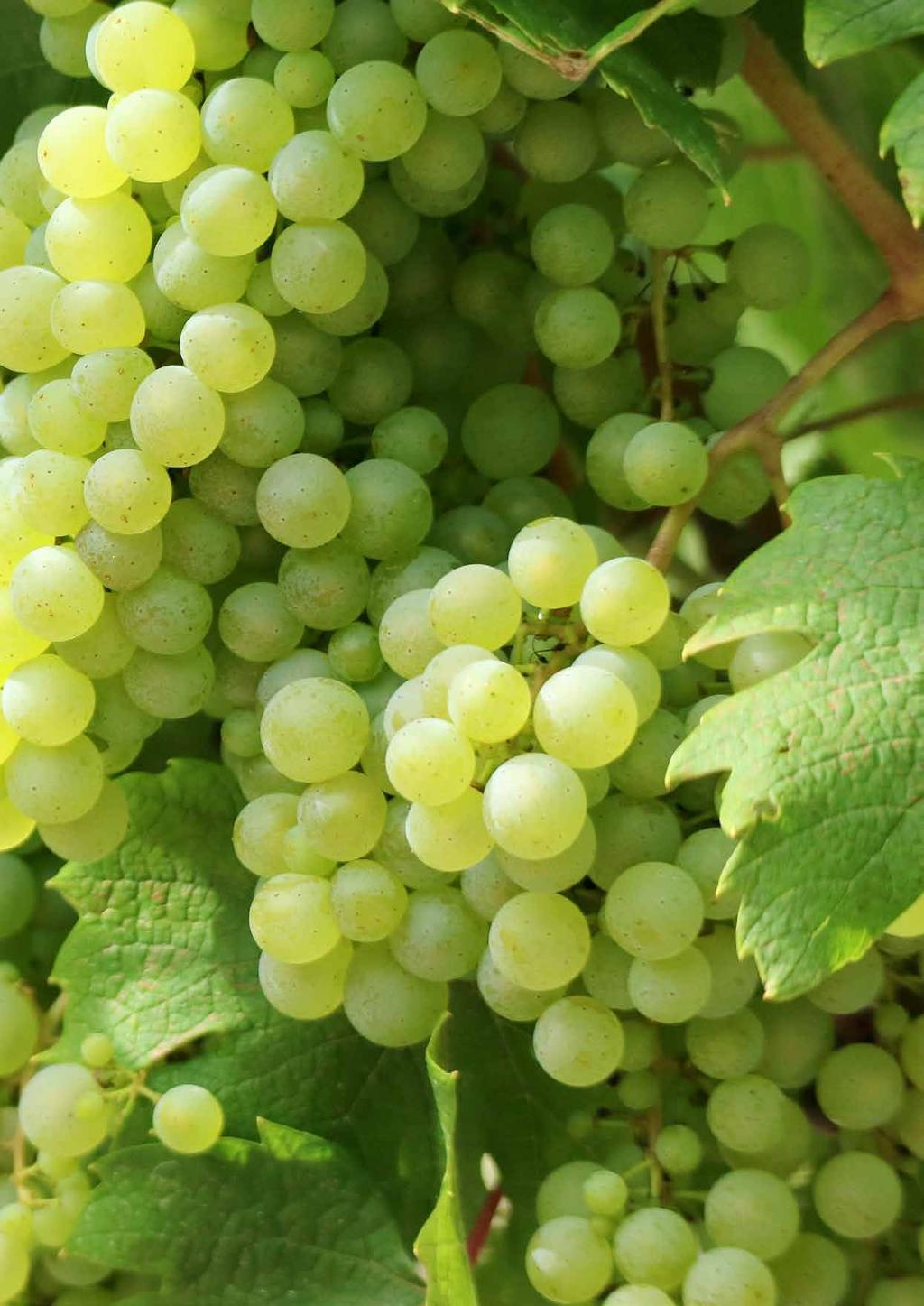 EINLEITUNG & INHALT Liebe Winzerinnen und Winzer, Ein ereignisreiches Jahr liegt hinter uns!