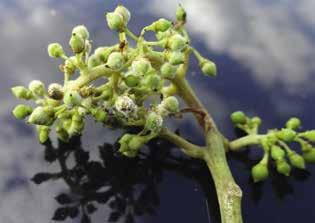 370 g/l Algenextrakt als Netzmittel Wasserlösliches Konzentrat (SL) Weinrebe (Nutzung als Tafel- / Keltertraube) Peronospora mit Zusatzwirkung gegen Oidium und Schwarzfäule nach eigener Erfahrung,