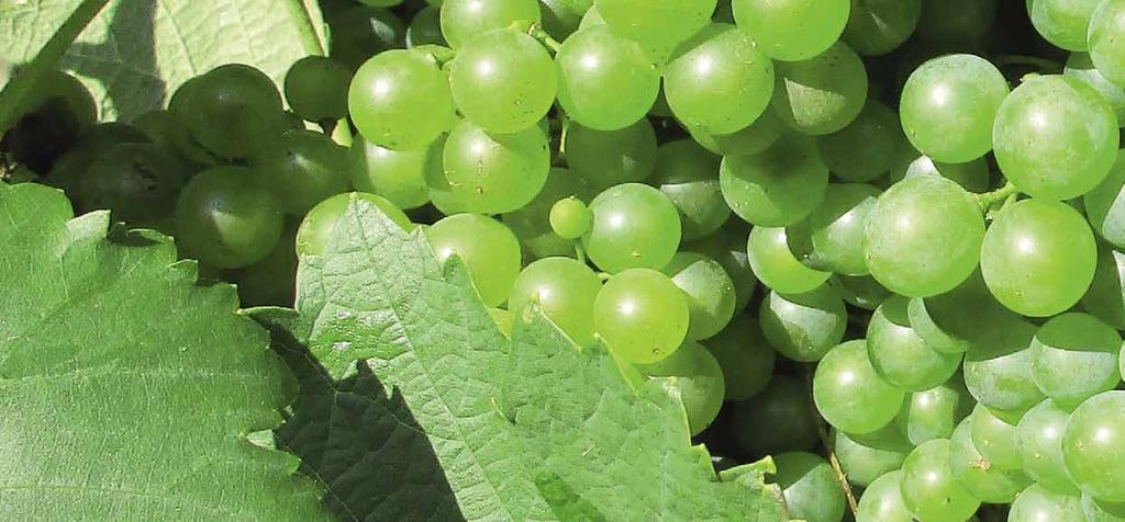 HYBRID-SYSTEM Moderner Pflanzenschutz moderne Weinproduktion Der aktuelle Trend in der Weinbranche Baustein gegen Resistenzprobleme Steigende Konsumenten- und Verbraucheranforderungen