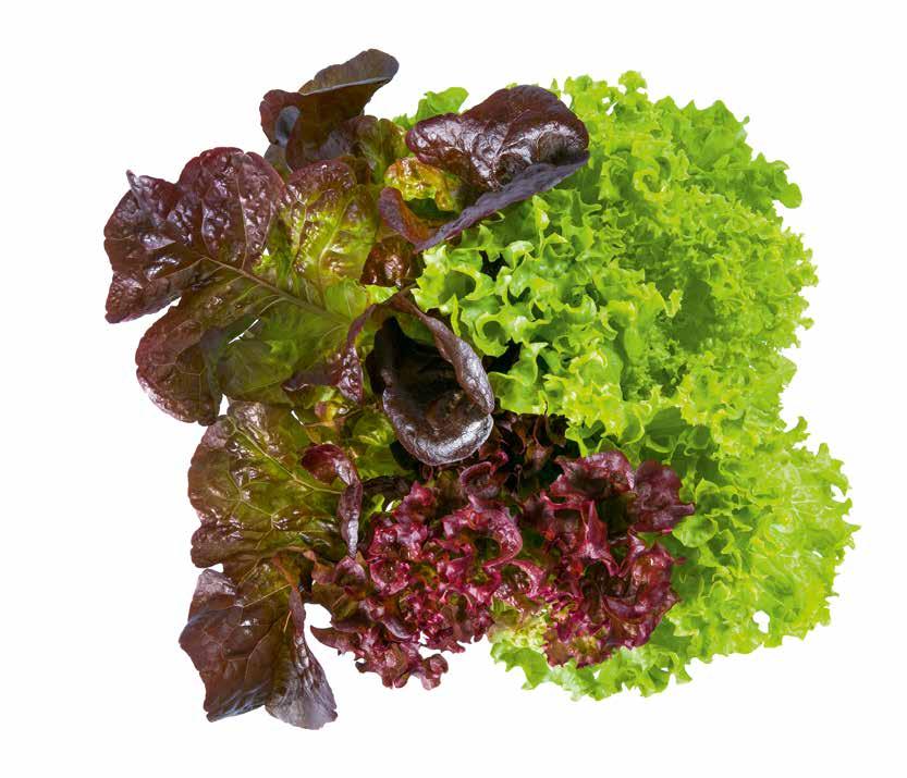 Der besondere Mix an Farben und Formen Da Verbraucherpräferenzen hinsichtlich bestimmter Salattypen weltweit höchst unterschiedlich sind, bieten wir eine Reihe unterschiedlicher Trios, um die