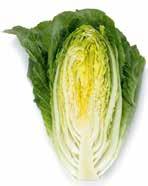 Eissalat Aussehen und Geschmack grüne Außen- und Innenfarbe Kopfform und Größe wie Romana-Salat süß wie Romana-Salat knackig wie Eissalat Nährwert