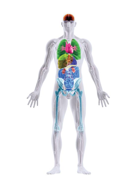 Mit Image Intelligence erkennt und segmentiert Synapse 3D selbständig anatomische