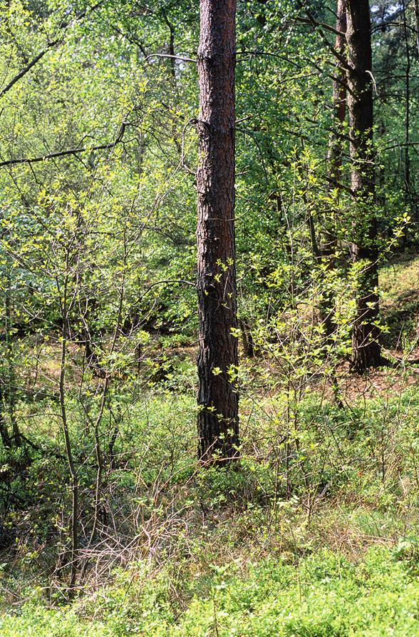 DROSERA 2008 Abb. 1: Im Senneraum findet man den Faulbaum in der Strauchschicht bodensaurer Kiefernforsten (links).