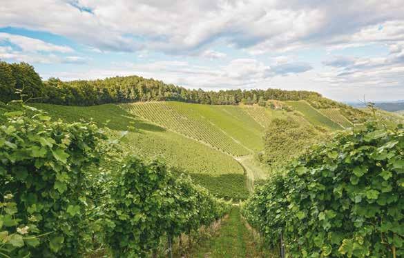 ALKOHOLFREIER WEIN & SEKT GUTES AUS OPRITZ Weinviertel Niederösterreich i FLASCHE NETTO BRUTTO Wein rot oder weiß 7,92 9,50 Sekt 9,00 10,80 Der Restalkoholwert liegt bei 0,5%!