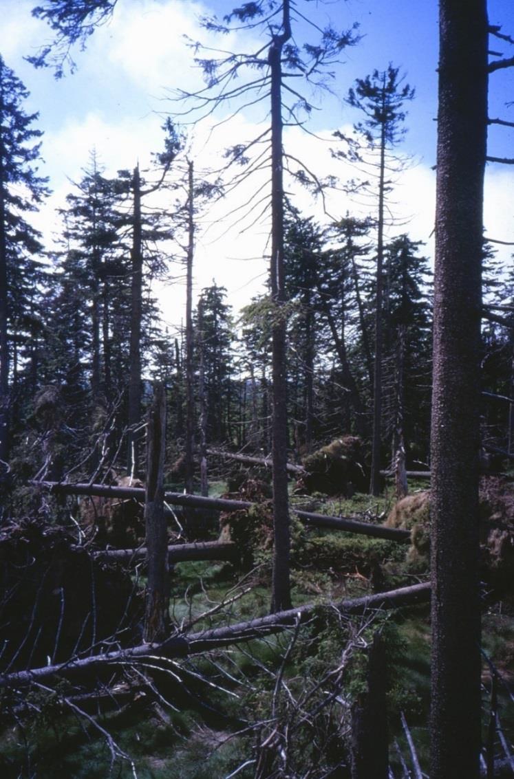 Naturwald Bruchberg Verhau