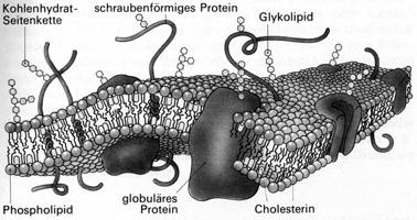 Lipide und Zellmembran Abgrenzung und Barriere http://www.