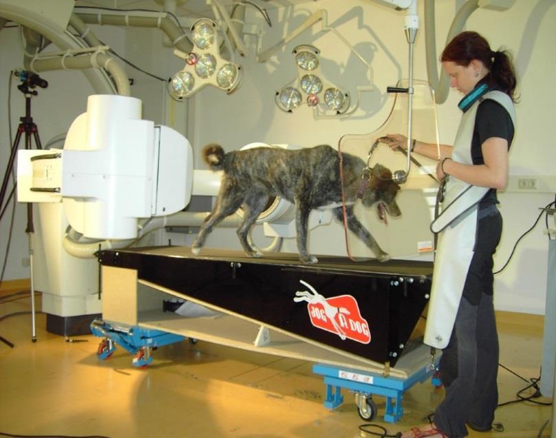 Röntgenkinematographie Am Institut für Zoologie und Evolutionsforschung in Jena wird eine Validierungsstudie mittels Röntgenkinematographie durchgeführt.