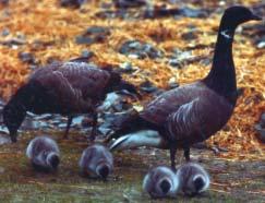 Dependent on on dwindling habitat and threatened by hunts, waterbirds like the dark-bellied Brent goose require special protection Abhängig von immer kleiner werdenden Lebensräumen und bedroht durch