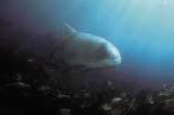 Harbour porpoise populations, a cetacean growing to an average length of 1.55 m and a mass of 55 kg, are endangered by bycatch, and presumably by chemical and noise pollution.