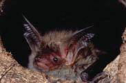 Active during the night, the Bechstein s bat seeks every morning a tree hole as sleeping place for the daytime.