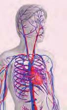 Auf die Gefäßgesundheit kommt es an Haben Sie sich schon einmal Gedanken über den Zustand Ihrer eigenen Blutgefäße gemacht? Die Gefäße des Menschen sind im gesunden Zustand elastisch.