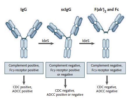 IgG-Endopeptidase eliminiert Donorspezifische Antikörper vor der Transplantation Jordan et